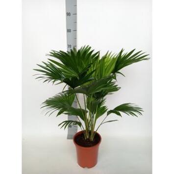 image LIVISTONIA