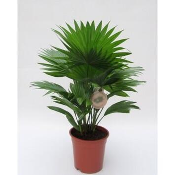 image LIVISTONIA