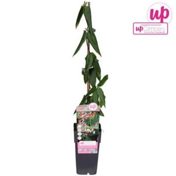 image LONICERA PYRAM