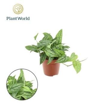 image PHILODENDRON MONSTERA SILTEPECANA