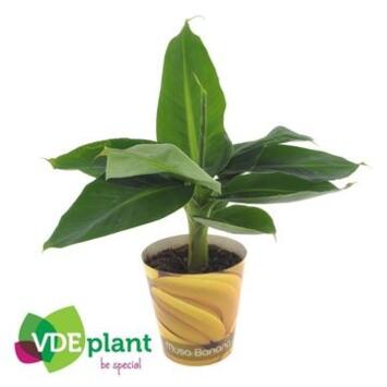 image MUSA TROPICANA POTCOVER