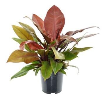 image PHILODENDRON