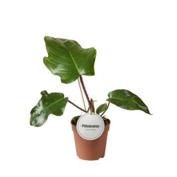 image PHILODENDRON