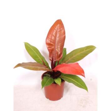image PHILODENDRON