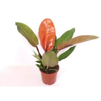 image PHILODENDRON