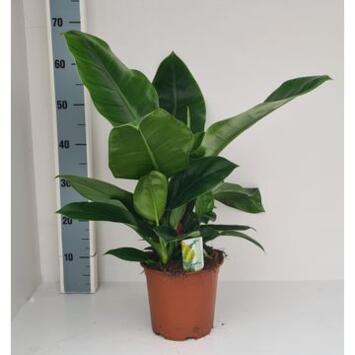 image PHILODENDRON IMPERIAL GREEN