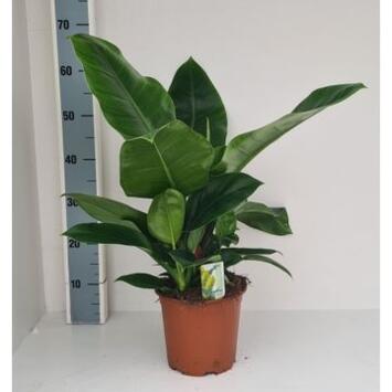 image PHILODENDRON IMPERIAL GREEN