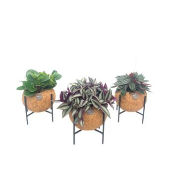 image PLANTE VERTE KOKODAMA TREDIED