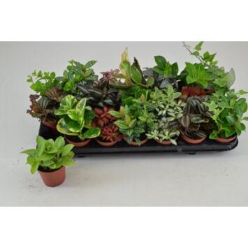 image PLANTE VERTE VARIEE