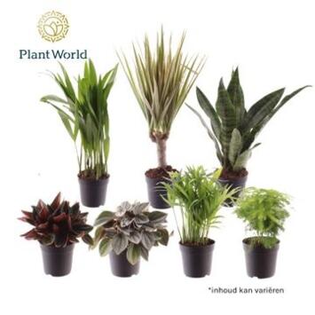 image PLANTE VERTE VARIEE