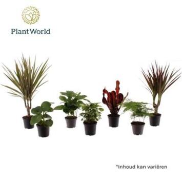 image PLANTE VERTE VARIEE