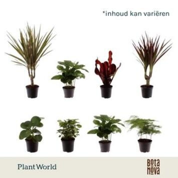 image PLANTE VERTE VARIEE