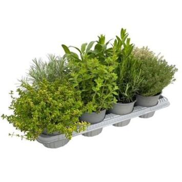 image AROMATIQUE VARIEE