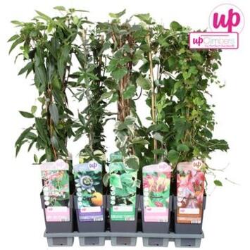 image PLANTE GRIMPANTE VARIEE
