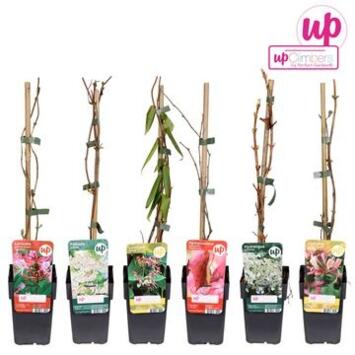 image PLANTE GRIMPANTE VARIEE