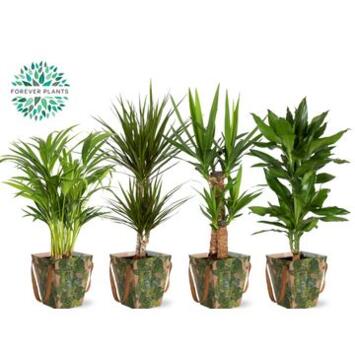 image PLANTE VERTE VARIEE