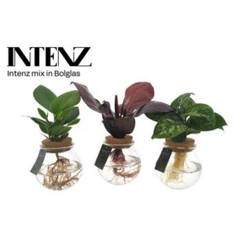 image PLANTE VERTE VARIEE