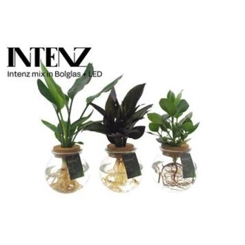image PLANTE VERTE VARIEE