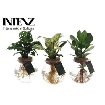 image PLANTE VERTE VARIEE