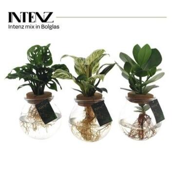 image PLANTE VERTE VARIEE