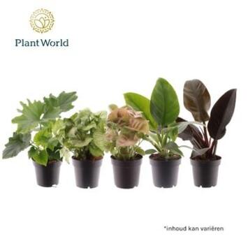 image PLANTE VERTE VARIEE