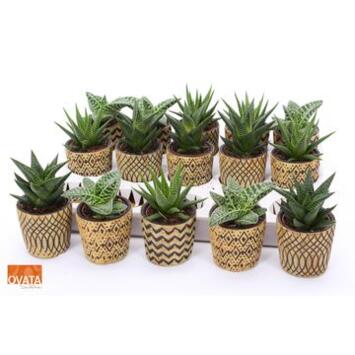 image SUCCULENTE CERAM