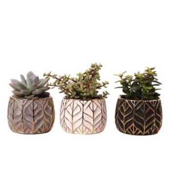 image SUCCULENTE CERAM