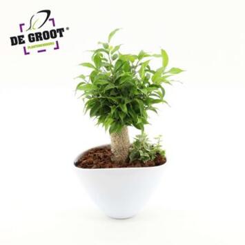 image COMPO FICUS JUTTE CERAM BLANCHE