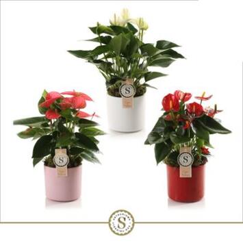 image ANTHURIUM ANDREANUM VARIE CERAM