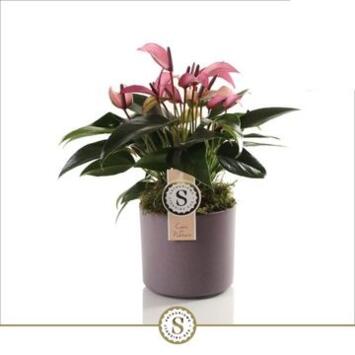 image ANTHURIUM ANDREANUM ZIZOU CERAM