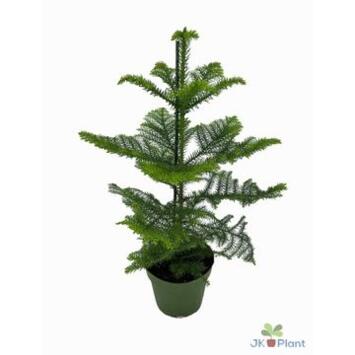 image ARAUCARIA HETEROPHYLLA