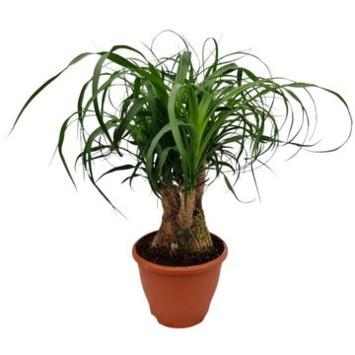 image BEAUCARNEA RAMIFIE