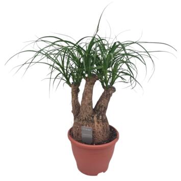 image BEAUCARNEA RAMIFIE