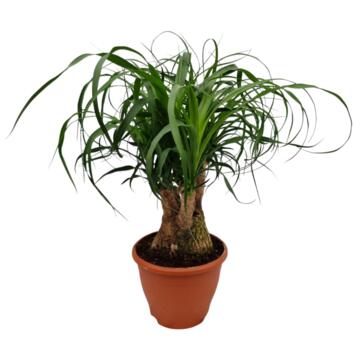 image BEAUCARNEA RAMIFIE