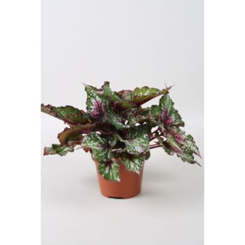 image BEGONIA BELEAF ALASKA CREEK