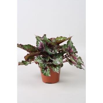 image BEGONIA BELEAF ALASKA CREEK