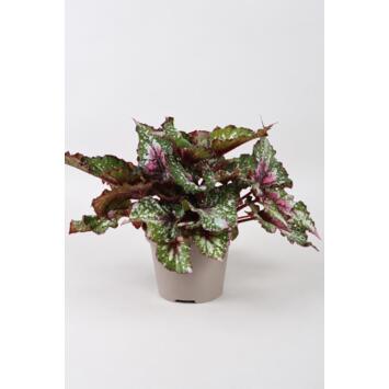 image BEGONIA BELEAF ALASKA CREEK