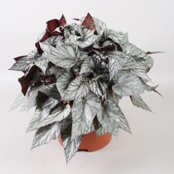 image BEGONIA BELEAF ARCTIC BREEZE