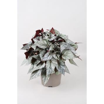 image BEGONIA BELEAF ARCTIC BREEZE