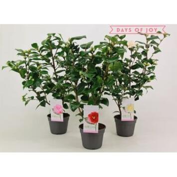 image CAMELLIA JAPONICA VARIE
