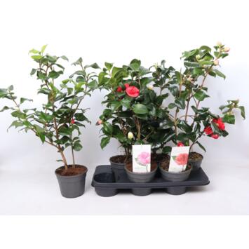 image CAMELLIA JAPONICA VARIE