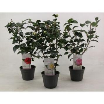 image CAMELLIA JAPONICA VARIE