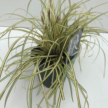 image CAREX EVERGOLD