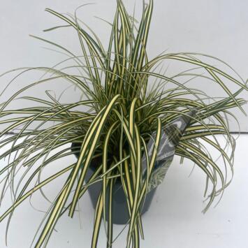 image CAREX EVERGOLD