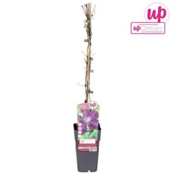 image CLEMATITE CARDINAL PYRAM