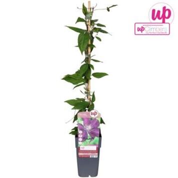 image CLEMATITE CARDINAL PYRAM