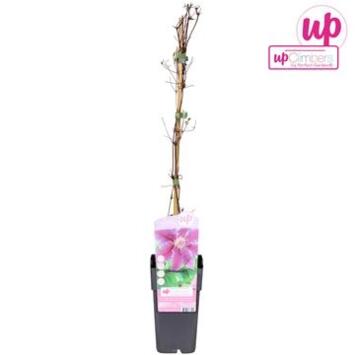 image CLEMATITE DR RUPPEL PYRAM