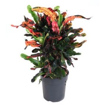 image CROTON MAMMI RAMIFIE