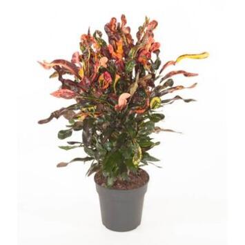 image CROTON MAMMI RAMIFIE
