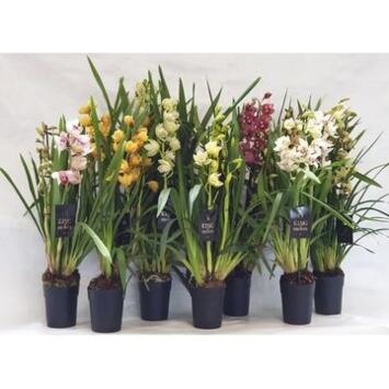 image CYMBIDIUM VARIE